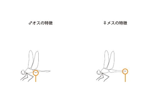 すすめ ロープウェイ めざせ 青空 年夏キャンペーンページ 御在所ロープウエイ